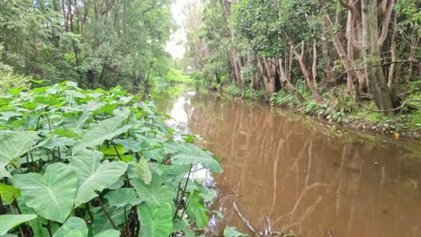 slow-moving river flanked by lush greenery and trees