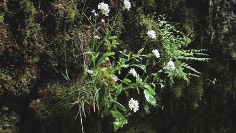 flores blancas que crecen en el acantilado obteniendo agua de la pequeña cascada