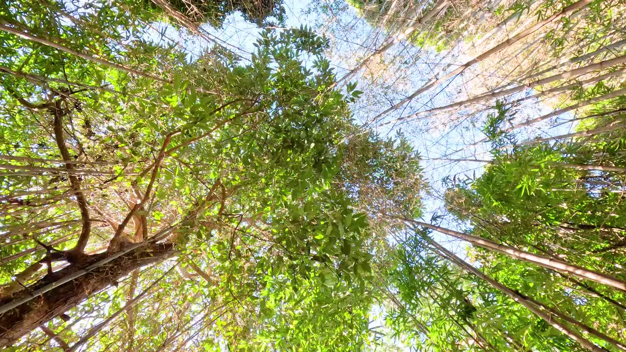 mirando hacia arriba a través de las copas de los árboles exuberantes