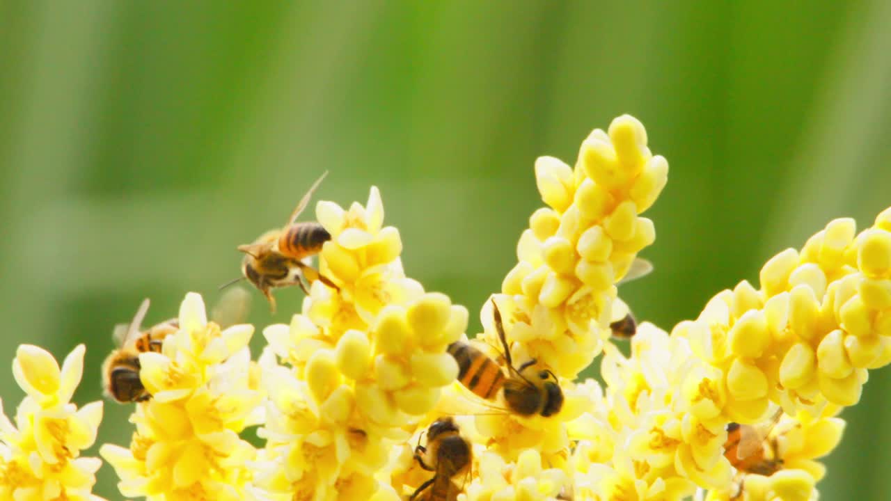 Close-up of bees collecting nectar from yellow flowers in a sunny environment