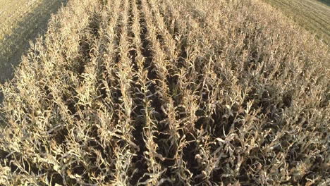 Flight-over-the-agricultural-wheat-field