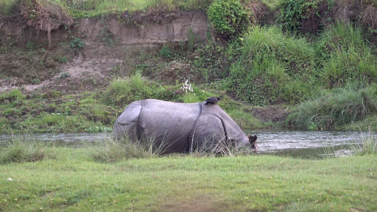 un rinoceronte de un cuerno parado al lado del río con un cuervo parado sobre su espalda