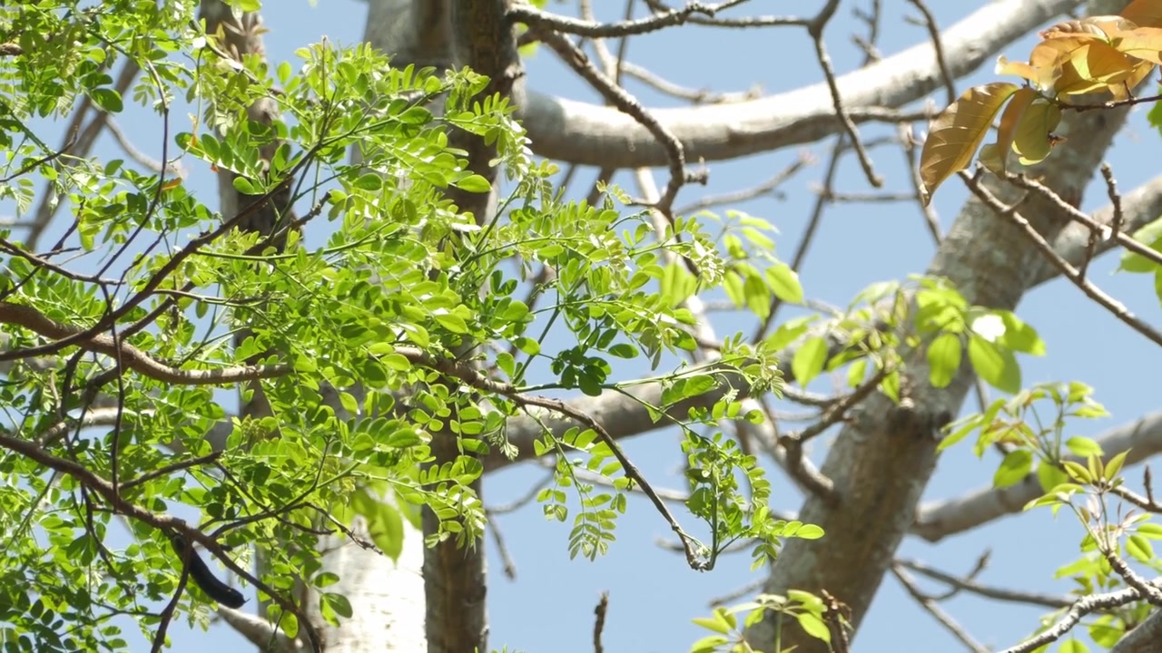 Esplora foglie verdi vibranti che prosperano in uno sfondo primaverile e soleggiato.
