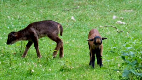 Group-of-lambs-on-green-grass-surface,-eating-and-walking-away