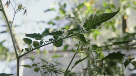 tomates verdes de cosecha propia que crecen en el invernadero