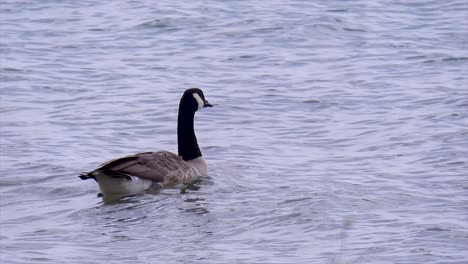 ganso de canadá nadando en un lago