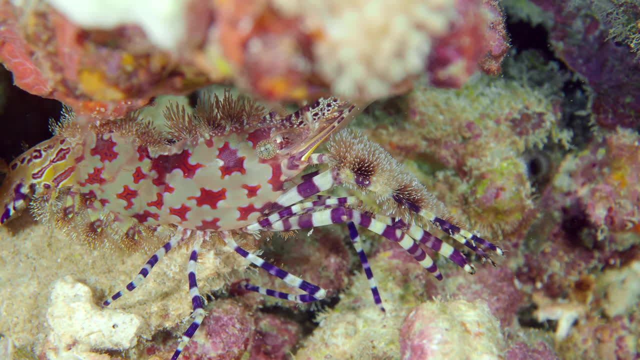 암초 돌 위를 걷는 아름다운 작은 암초 새우