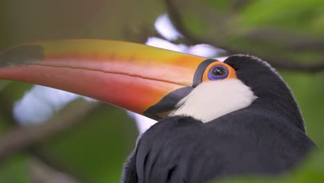 CLose-up-headshot-of-a-cute-toucan-against-a-green-background