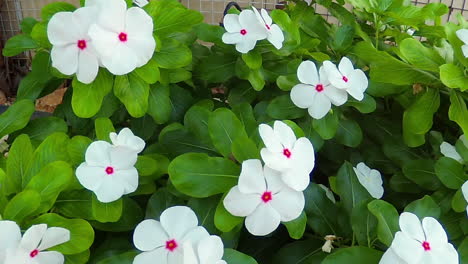 beautiful white flowers in a wheel barrow