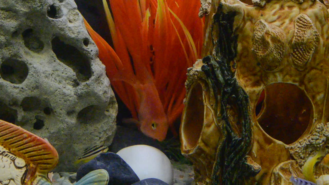 Molti Ciclidi del Lago Malawi (Cichlidae) che nuotano in un acquario.