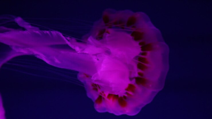 Purple Jellyfish in Aquarium