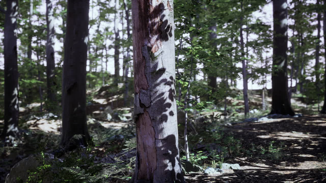 luz del sol del bosque