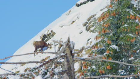 Eine-Gämse-Frisst-Gras-Auf-Einem-Verschneiten-Hügel