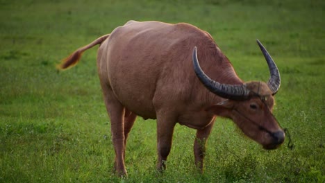 Asian-buffalo-chewing-grass-in-slow-motion