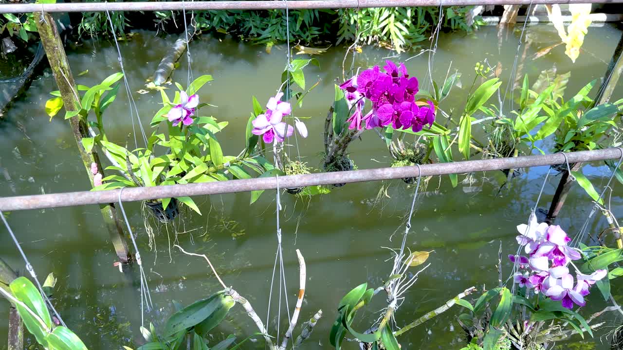 정원 환경 에서 물 위 에 전시 된 오키디