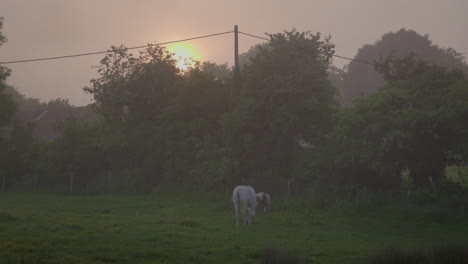 Pferde-Grasen-Im-Frühen-Morgennebel