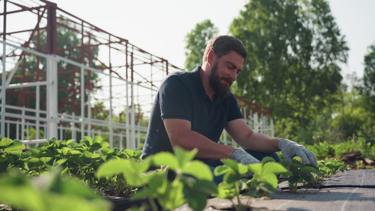 Side view gardener on farm squats among strawberry rows, wipes sweat from face with left hand, then resumes tending soil under bright sun, rural summer labor focused on maintenance