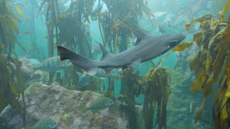 el tiburón diente afilado se une a la escuela de peces cabeza de oveja rayada en el tanque