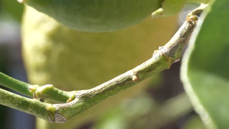 Rama-De-árbol-De-Cítricos-Con-Limón-Maduro-En-El-Fondo,-Espacio-De-Copia