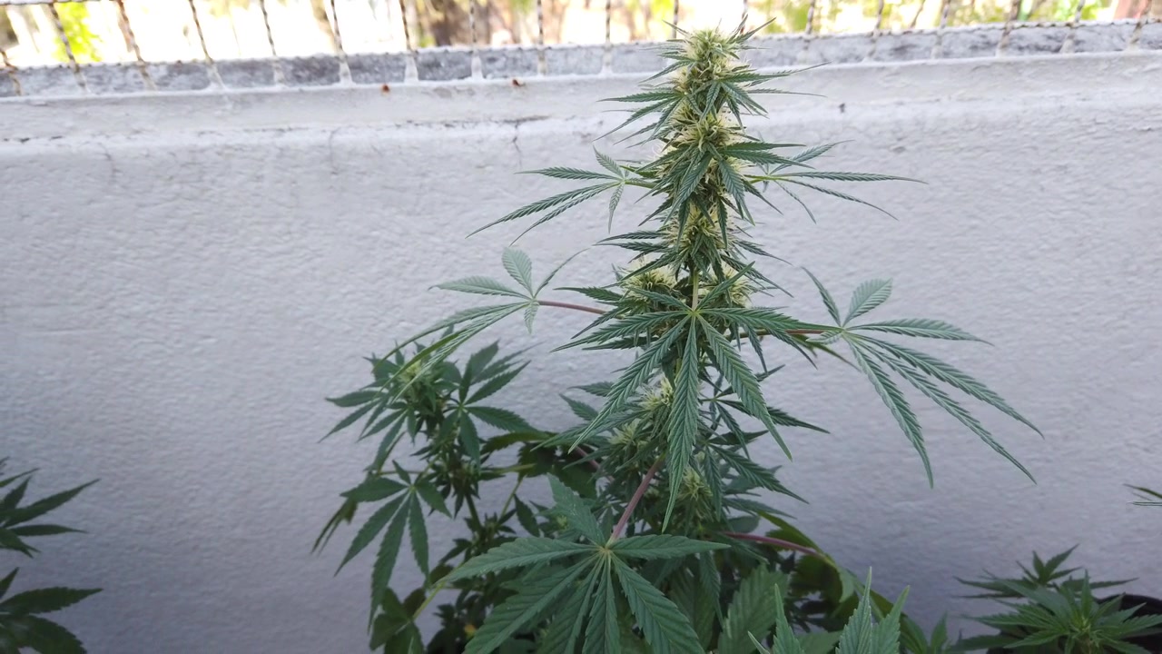 Vista ravvicinata di una pianta di cannabis su un balcone esterno all'inizio della fase di fioritura in vaso