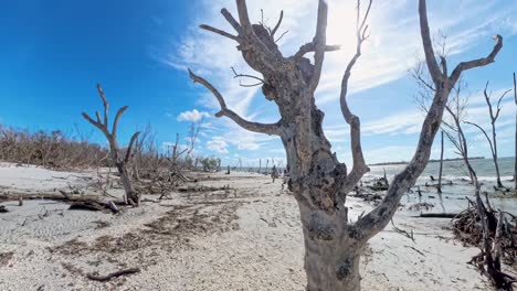 admiring the dead trees on keewaydin island in florida.