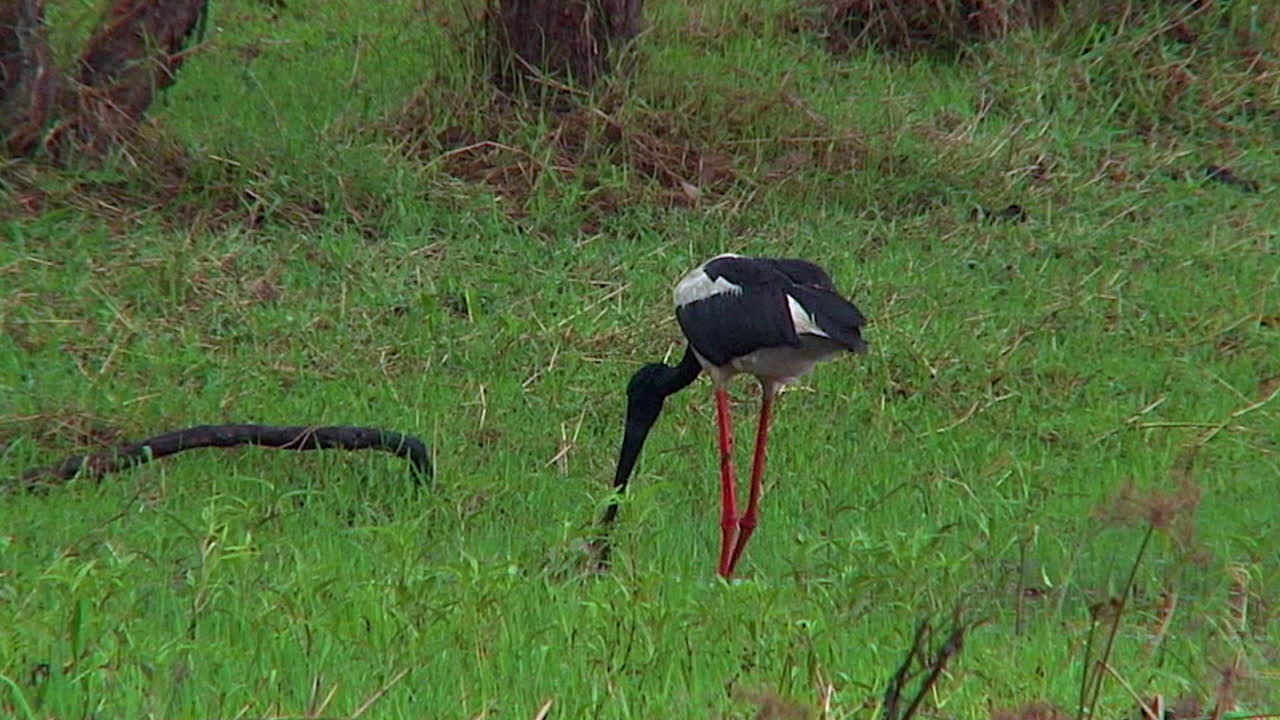 황새가 늪을 헤치고 저녁 식사를 위해 살아있는 뱀을 잡는다 1