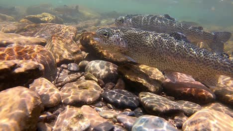 underwater view of small school of trout feeding on inspects in a clear, shallow stream in the san juan mountains near telluride co