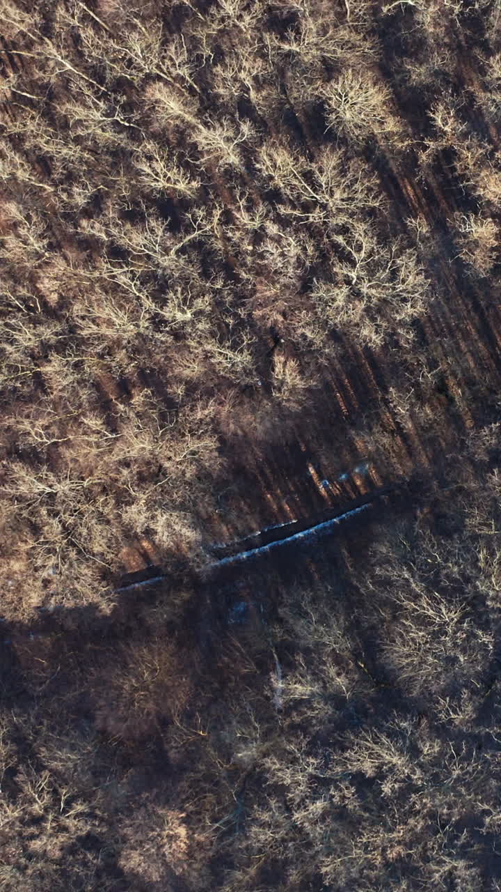 Aerial view of trees background. Top aerial view of snow landscape with trees Vertical video