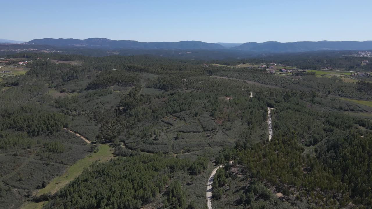 volando por encima de los árboles en el campo, los drones volando hacia adelante aman los pinos que muestran un camino en medio de los campos verdes y el cielo azul en el fondo