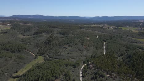 Volando-Sobre-Los-árboles-En-El-Campo,-Los-Drones-Volando-Hacia-Adelante-Aman-Los-Pinos-Que-Muestran-Un-Camino-En-Medio-De-Los-Campos-Verdes-Y-El-Cielo-Azul-En-El-Fondo