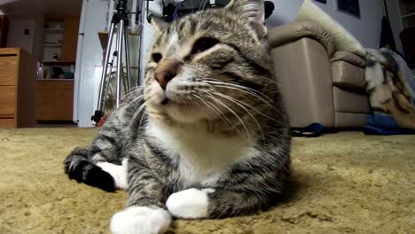 pequeño gato atigrado tendido en la alfombra en medio de una sala de estar relajante