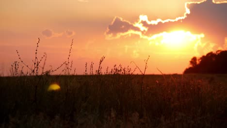 grass flower meadow close up sunset.