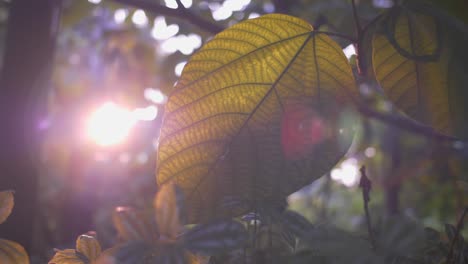 folha tropical na luz do sol 01