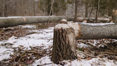 Fallen Tree with gnawed stump and chewed log from Beaver causing deforestation