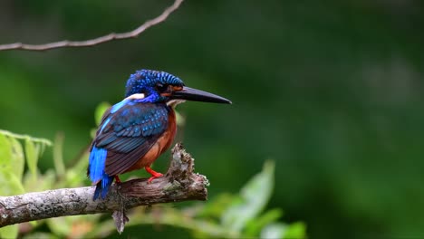 Der-Blauohrige-Eisvogel-Ist-Ein-Kleiner-Eisvogel,-Der-In-Thailand-Vorkommt-Und-Von-Vogelfotografen-Wegen-Seiner-Schönen-Blauen-Ohren-Gesucht-Wird,-Da-Er-Ein-Kleiner,-Niedlicher-Und-Flauschiger-Blaufederball-Eines-Vogels-Ist