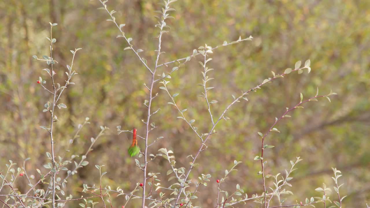 el macho de colibrí cometa de cola roja de colores brillantes mira a su alrededor y se zambulle desde su percha