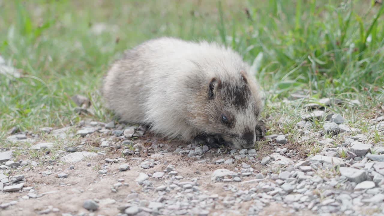 A small groundhog walking along a gravel path at Logan Pass, Montana, USA