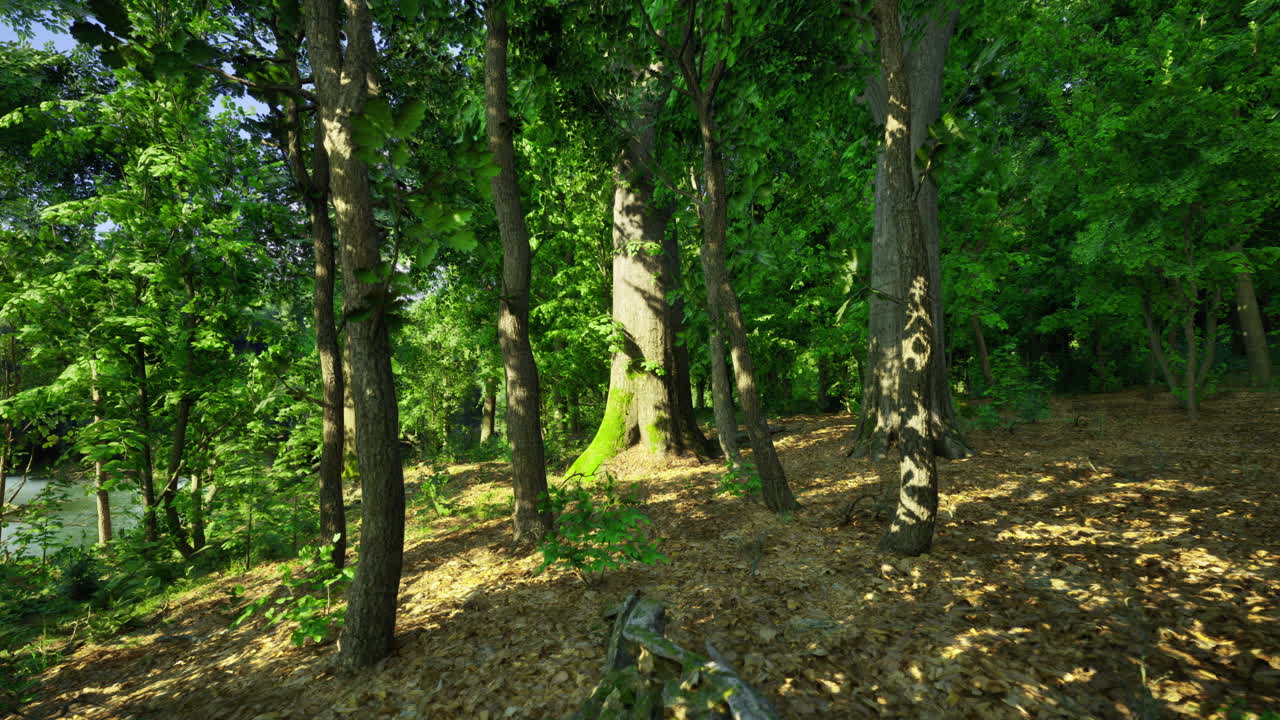 Sunlight filters through trees in a lush forest during a clear day