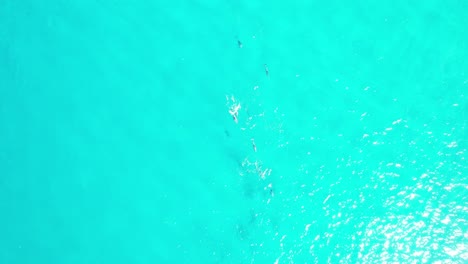 delfines en el paraíso de aguas azules de la playa del sol, bahía de alejandría, cabezas de noosa en el condado de noosa, queensland, australia