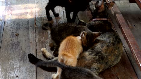 mom cat feeding her kittens