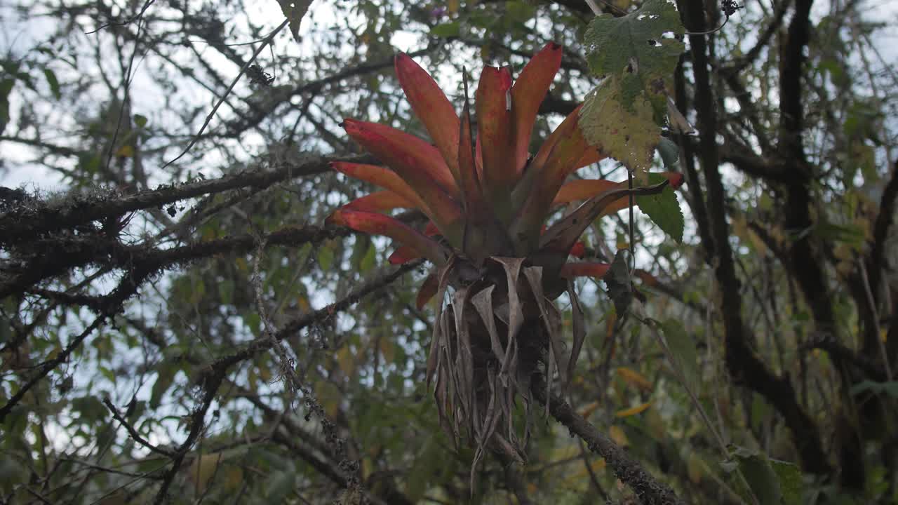 una planta de bromelia en un bosque antiguo