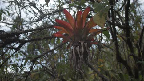 a bromeliad plant in an old forest