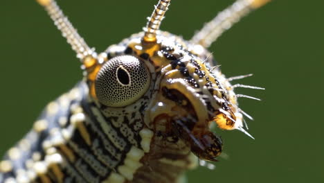 close-up of an insect