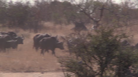 landscape with african cape buffalo herd heading towards pan