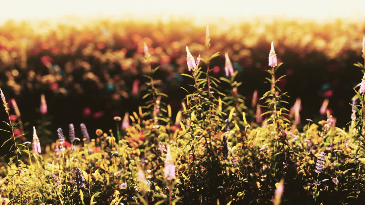 해가 지는 봄에 꽃이 피는 초원