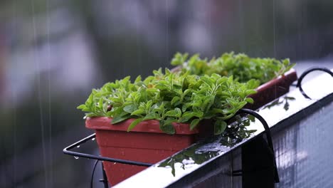 plant details during rain in slow motion with bokeh