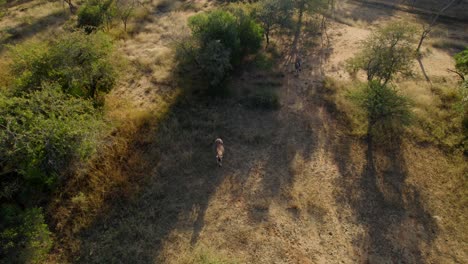 aerial shot of a lonely zebra in the wild savannah of africa