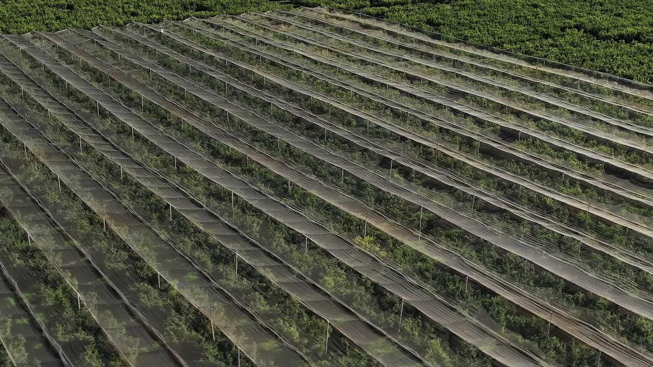 Vineyards with protective nets in Corsica, France during harvest time