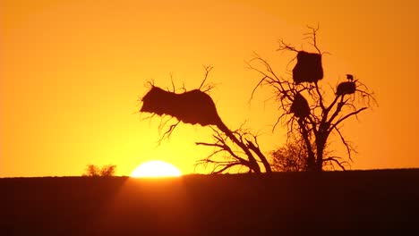 Weber-Nisten-Im-Sonnenuntergang