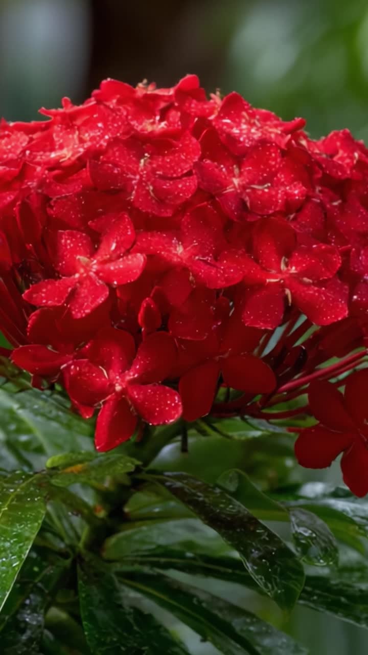 Vibrant Red Blossoms Shining with Dew in Lush Greenery: A Close-up of Nature's Beauty Captivating the Senses